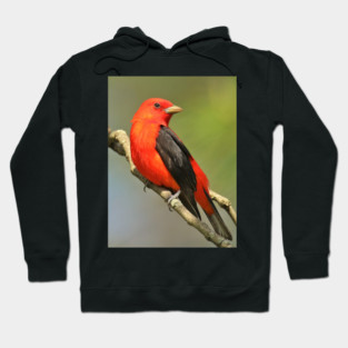Scarlet Tanager Hoodie