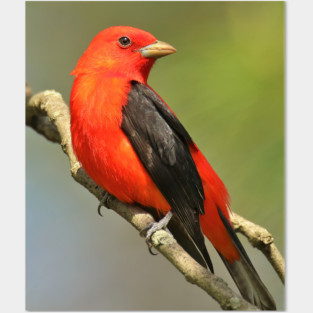 Scarlet Tanager Posters and Art