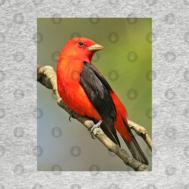Scarlet Tanager by BirdsnStuff