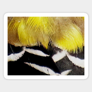 Feathers of a American Goldfinch Sticker
