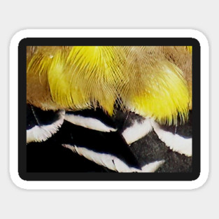 Feathers of a American Goldfinch Magnet