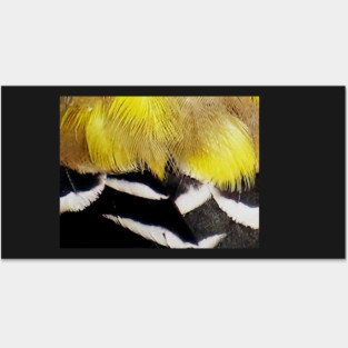 Feathers of a American Goldfinch Posters and Art