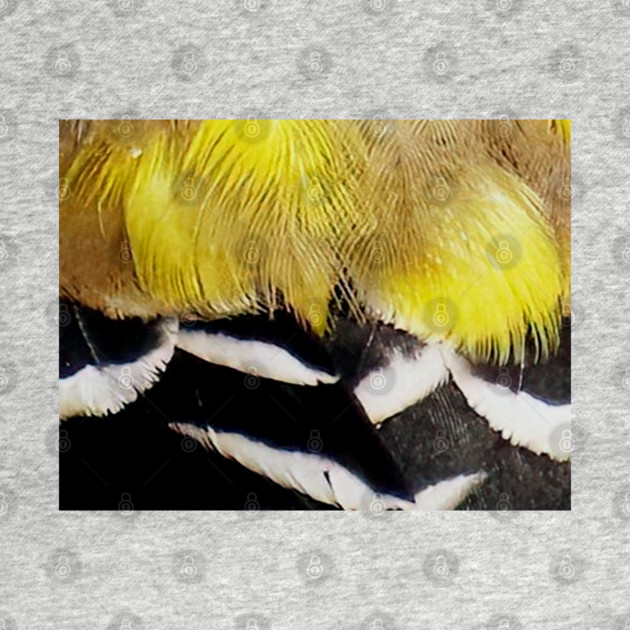 Feathers of a American Goldfinch by BirdsnStuff