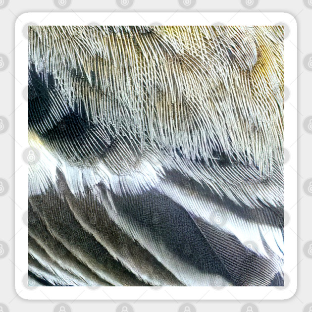 Feathers of a Baltimore Oriole Sticker by BirdsnStuff