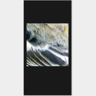 Feathers of a Baltimore Oriole Posters and Art