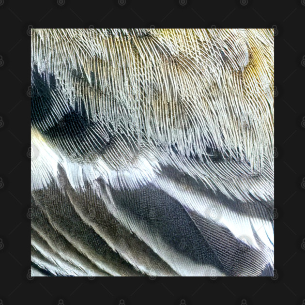 Feathers of a Baltimore Oriole by BirdsnStuff