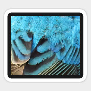 Feathers of a Indigo Bunting Magnet