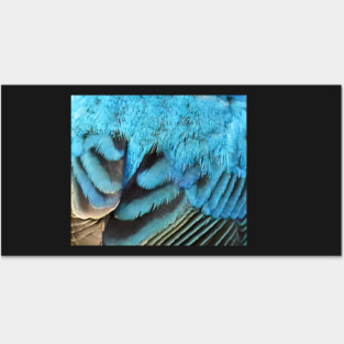Feathers of a Indigo Bunting Posters and Art