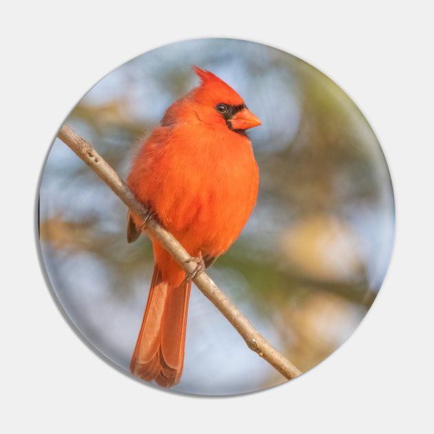 Northern Cardinal on a spring day Pin by BirdsnStuff