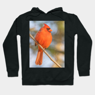 Northern Cardinal on a spring day Hoodie