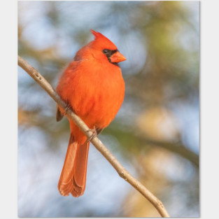 Northern Cardinal on a spring day Posters and Art