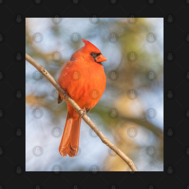 Northern Cardinal on a spring day by BirdsnStuff
