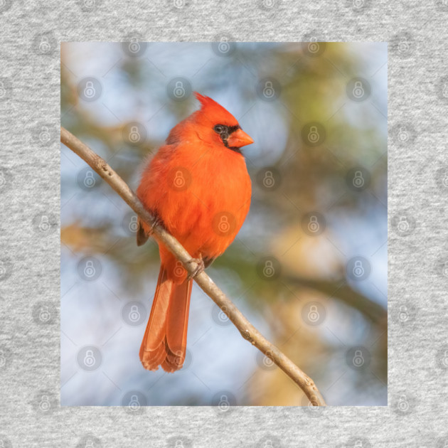 Northern Cardinal on a spring day by BirdsnStuff