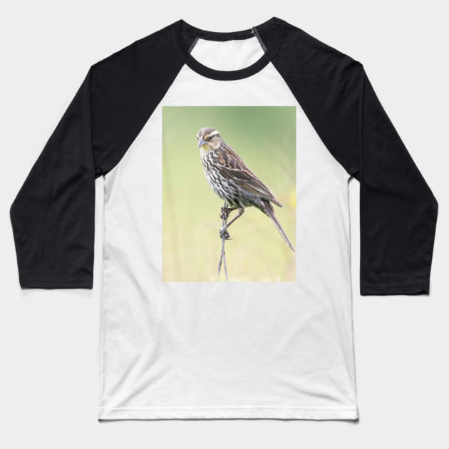 Beautiful female Red Winged Blackbird in a field Baseball T-Shirt by BirdsnStuff