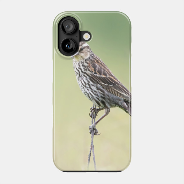 Beautiful female Red Winged Blackbird in a field Phone Case by BirdsnStuff