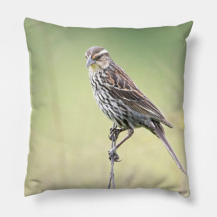 Beautiful female Red Winged Blackbird in a field Pillow
