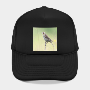 Beautiful female Red Winged Blackbird in a field Hat