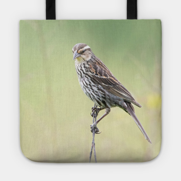 Beautiful female Red Winged Blackbird in a field Tote by BirdsnStuff
