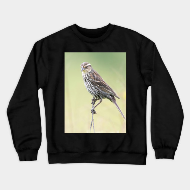 Beautiful female Red Winged Blackbird in a field Crewneck Sweatshirt by BirdsnStuff