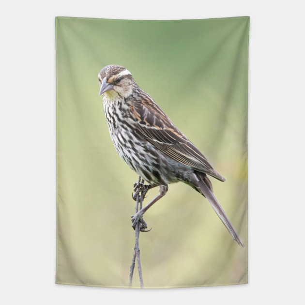 Beautiful female Red Winged Blackbird in a field Tapestry by BirdsnStuff