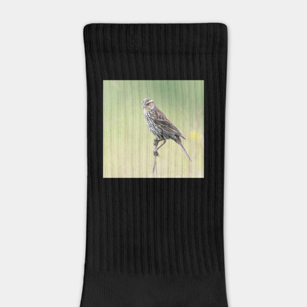 Beautiful female Red Winged Blackbird in a field by BirdsnStuff