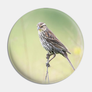 Beautiful female Red Winged Blackbird in a field Pin