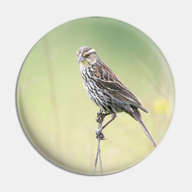 Beautiful female Red Winged Blackbird in a field Pin by BirdsnStuff