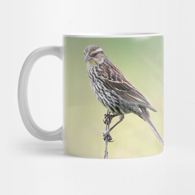 Beautiful female Red Winged Blackbird in a field by BirdsnStuff