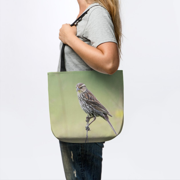 Beautiful female Red Winged Blackbird in a field by BirdsnStuff