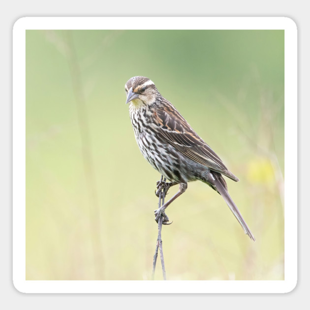 Beautiful female Red Winged Blackbird in a field Magnet by BirdsnStuff