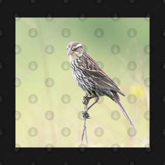 Beautiful female Red Winged Blackbird in a field by BirdsnStuff