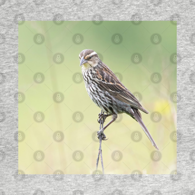 Beautiful female Red Winged Blackbird in a field by BirdsnStuff