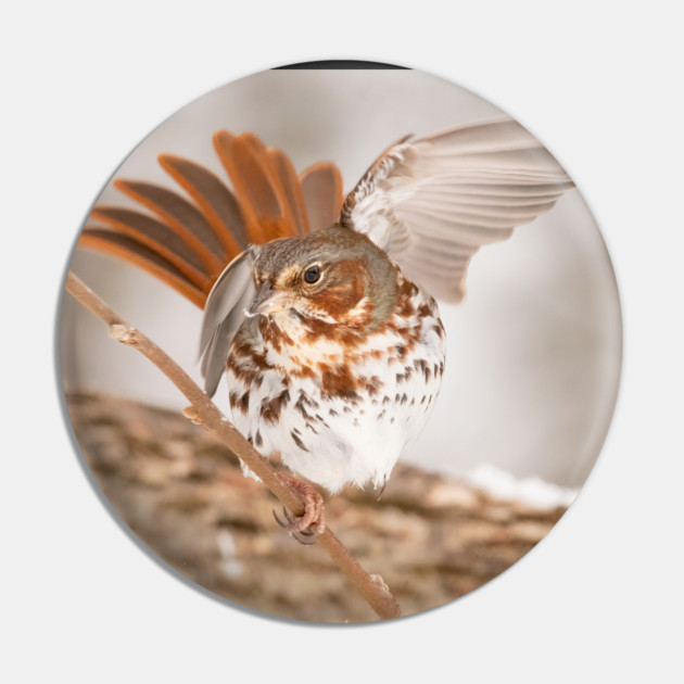 Fox Sparrow with tail feathers fanned out Pin by BirdsnStuff
