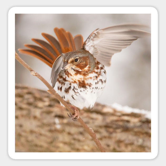 Fox Sparrow with tail feathers fanned out Magnet by BirdsnStuff