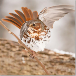 Fox Sparrow with tail feathers fanned out Posters and Art