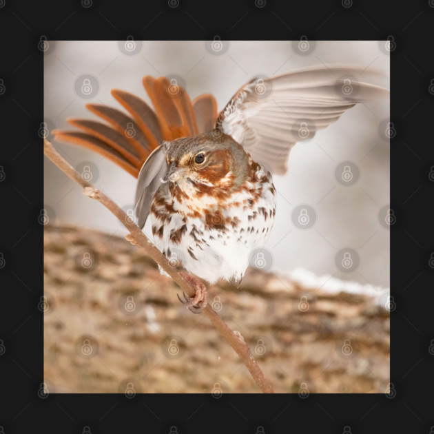 Fox Sparrow with tail feathers fanned out by BirdsnStuff