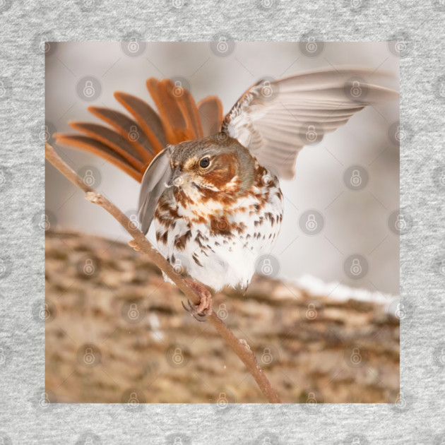 Fox Sparrow with tail feathers fanned out by BirdsnStuff