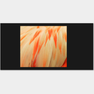 Flamingo Feathers Posters and Art