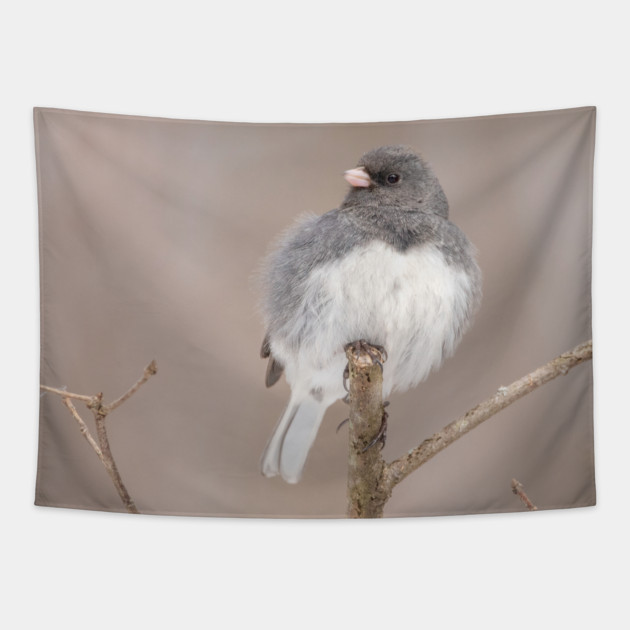 Fluffy Dark Eyed Junco with brown/tan blurred background Tapestry by BirdsnStuff