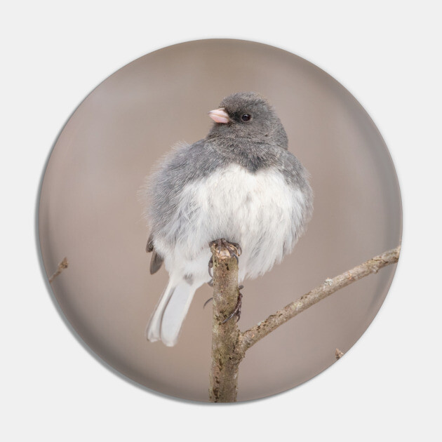 Fluffy Dark Eyed Junco with brown/tan blurred background Pin by BirdsnStuff