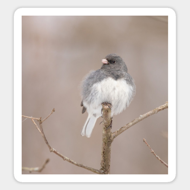 Fluffy Dark Eyed Junco with brown/tan blurred background Magnet by BirdsnStuff
