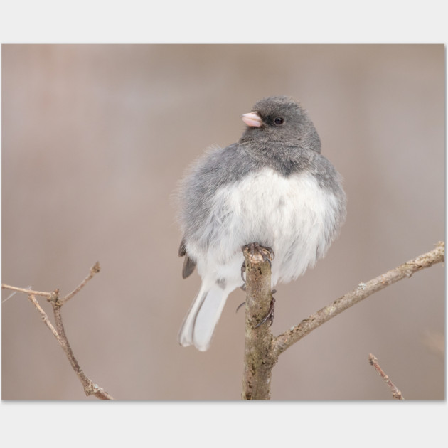 Fluffy Dark Eyed Junco with brown/tan blurred background Wall Art by BirdsnStuff