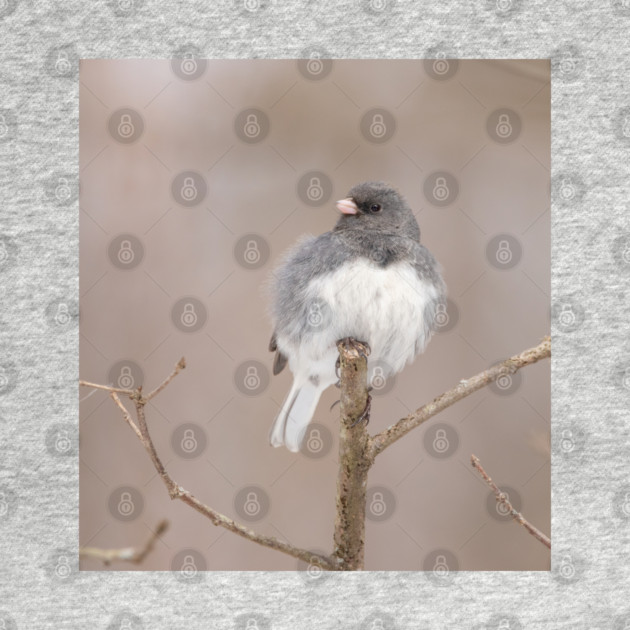Fluffy Dark Eyed Junco with brown/tan blurred background by BirdsnStuff