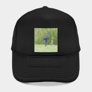 Barn Swallow in Flight Hat