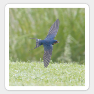 Barn Swallow in Flight Sticker