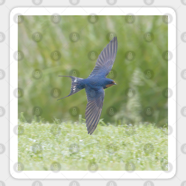 Barn Swallow in Flight Sticker by BirdsnStuff