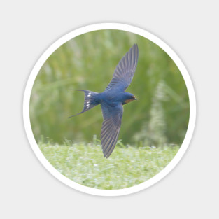 Barn Swallow in Flight Magnet