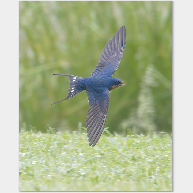 Barn Swallow in Flight Wall Art by BirdsnStuff