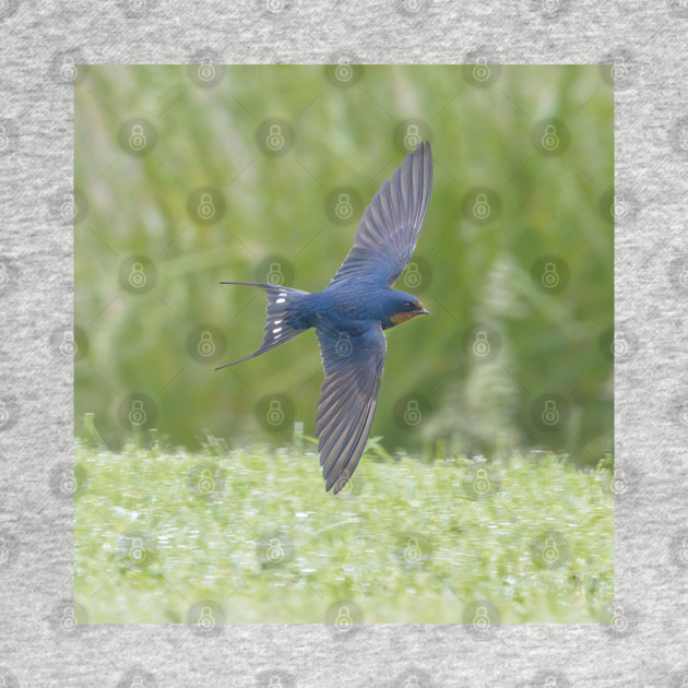 Barn Swallow in Flight by BirdsnStuff