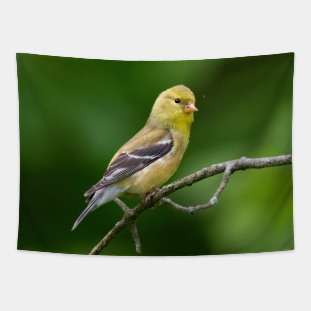 American Goldfinch on a beautiful Spring Day Tapestry by BirdsnStuff